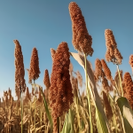 Mol Plant丨轉錄組學和群體研究聯(lián)合助力高粱功能基因組學研究和遺傳育種