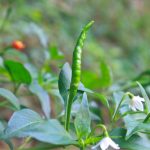 項目文章 | 突破性成果！辣椒基因組調(diào)控元件圖譜被系統(tǒng)繪制