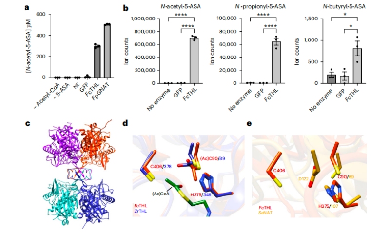 圖3?5-ASA在體外的乙?；钚缘淖C實