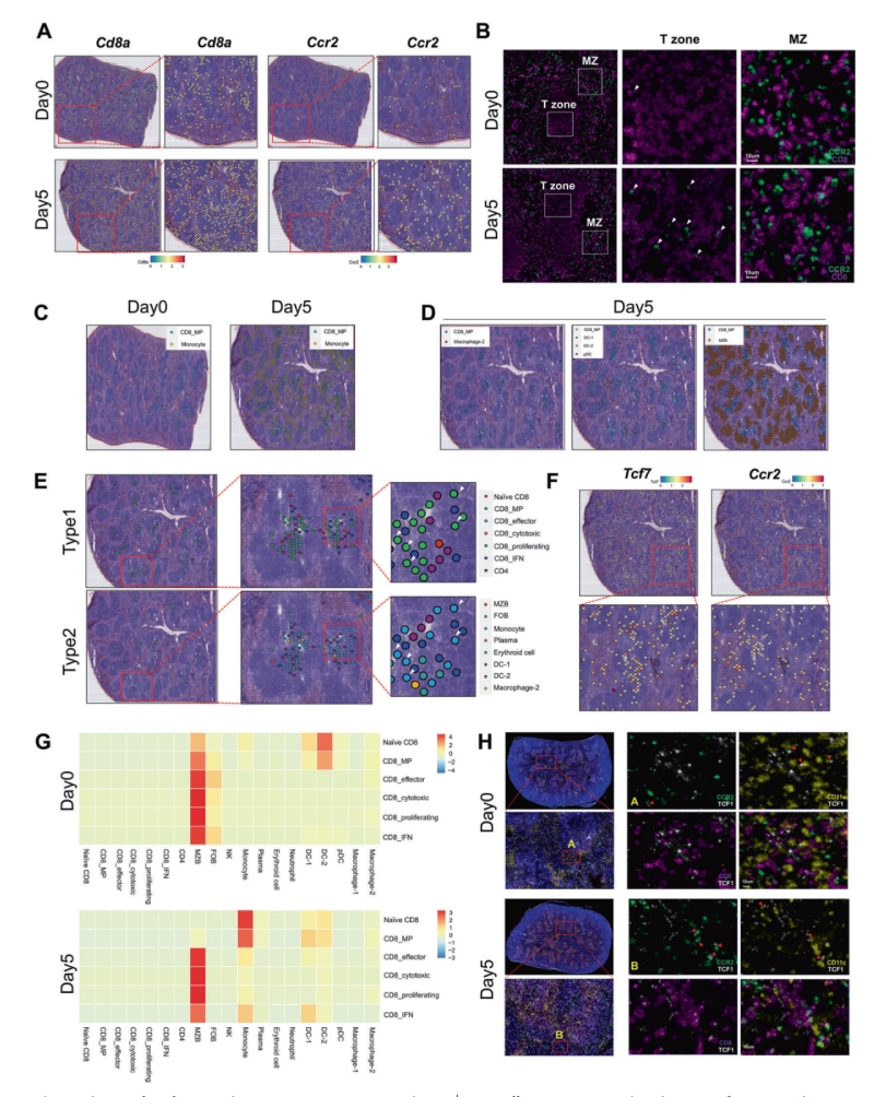 研究結(jié)果四：單核細(xì)胞和CD8+ MP細(xì)胞的抗原依賴性共定位