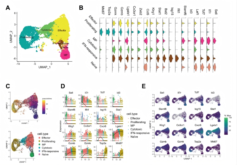 研究結(jié)果二：急性感染期間效應(yīng)和memoryCD8 T細(xì)胞分化軌跡不同